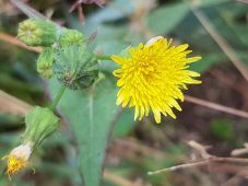 227_thistle_sonchus_oleraceus_or_asper_1c.jpg