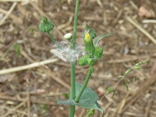 227_thistle_sonchus_oleraceus_or_asper_img_9814c.jpg