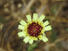 227_tolpis_barbata_yellow_hawkweed_img_3981c.jpg