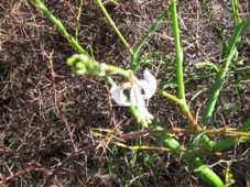 227_trachyandra_divaricata_img_3208c.jpg