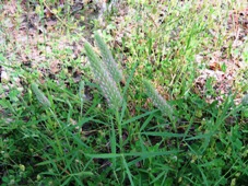 227_trifolium_angustifolium_narrowleaf_clover_img_3225.jpg