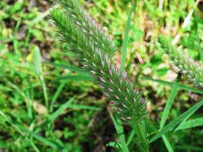 227_trifolium_angustifolium_narrowleaf_clover_img_3228.jpg