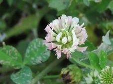 227_trifolium_michelianum_balansa_clover_img_1824.jpg