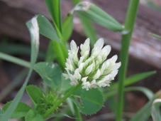 227_trifolium_michelianum_balansa_clover_img_1827.jpg