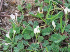 227_trifolium_subterraneum_img_5931.jpg
