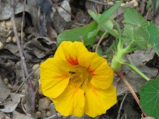 227_tropaeolum_majus_nasturtium_img_7924_c.jpg