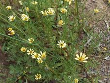 227_ursinia_anthemoides_dscf0655.jpg