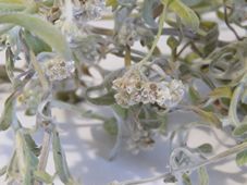 227_vellereophyton_dealbatum__white_cudweed_img_8374.jpg