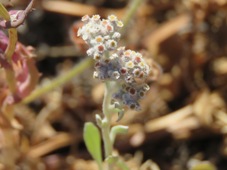 227_vellereophyton_dealbatum__white_cudweed_img_8551c.jpg