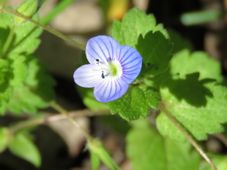 227_veronica_persica_img_0503c.jpg