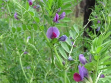227_vicia_sativa_common_vetch_img_4722.jpg