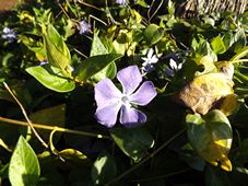 227_vinca_major_blue_periwinkle_dscf4698.jpg