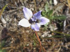 227_wahlenbergia_capensis_dscf8102c.jpg