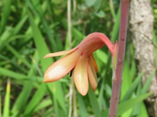 227_watsonia__meriana_img_6722c.jpg