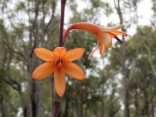 227_watsonia_meriana_var_bulbillifera_img_4764c.jpg