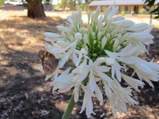 227_white_agapanthus_img_2031c.jpg