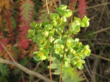 227xeuphorbia_paralias_sea_spurge_img_1152.jpg