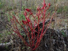 227xhibiscus_sabdariffa_dsc09396c.jpg