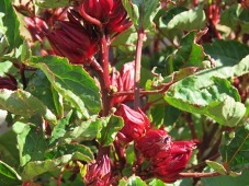 227xhibiscus_sabdariffa_rosella_img_1000.jpg