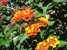 227xlantana_camara_lantana_dsc04486.jpg