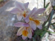 227xlizzie_freesia_alba___leichtlinii.jpg