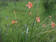 227xlizzie_moraea_flaccida_cape_tulip.jpg