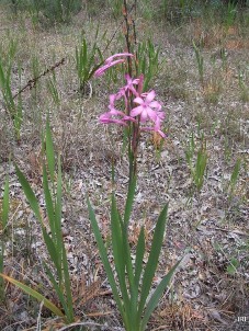 227xlizzie_watsonia_pink.jpg
