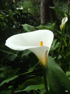 227xlizzie_zantedeschia_aethiopica_arum_lily.jpg
