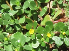 227xportulaca_oleraceo_purslane_img_0960.jpg