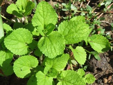 227xstachys_arvensis_img_0995c.jpg