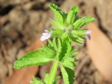 227xstachys_arvensisimg_0999c.jpg