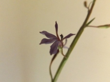 227xtiny_maybe_grammatotheca_bergiana_dscf1554c.jpg