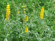 227xyellow_lupins_img_5861c.jpg