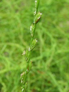 303_ryegrass_img_4446c.jpg