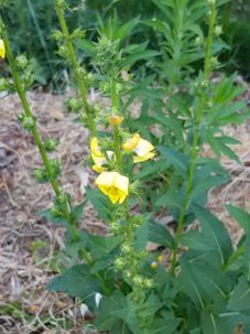 303_verbascum_virgatum_2.jpg