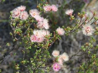 341_verticordia_brachypoda_img_9700c.jpg