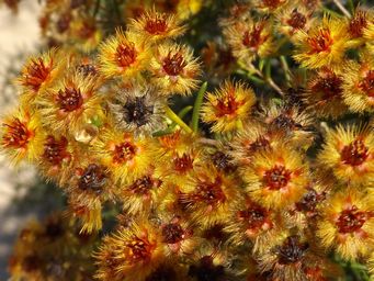 341_verticordia_chrysantha_kalbarri_sept_dscf0108c.jpg
