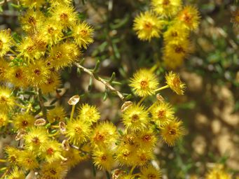 341_verticordia_chrysantha_pingrup_nov_img_9137.jpg