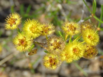 341_verticordia_chrysanthella_dragon_rocks_nov_img_9206c.jpg