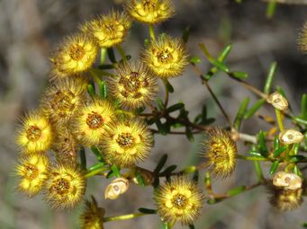 341_verticordia_chrysanthella_kulin_nov_img_9696c.jpg