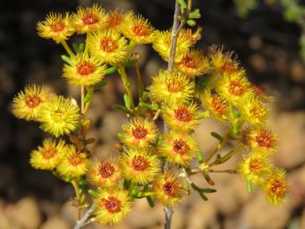 341_verticordia_chrysanthella_maybe_pingrup_nov_img_9174c1.jpg