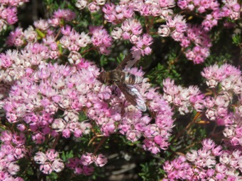 341_verticordia_densiflora_var_densiflora_bugfly_img_9091c.jpg