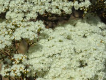 341_verticordia_eriocephala_img_9145.jpg