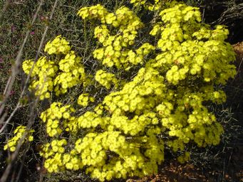 341_verticordia_grandiflora_lake_grace_sept_dsc04688c1.jpg