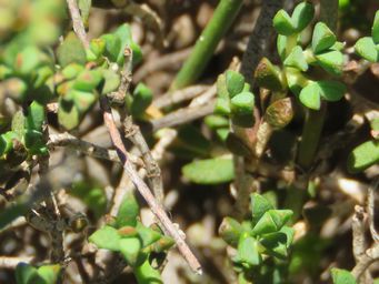 341_verticordia_habrantha_foliage_img_2674cc.jpg