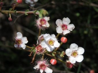 341_verticordia_habrantha_img_2673.jpg