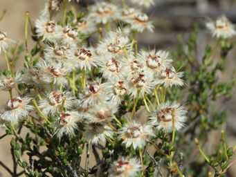 341_verticordia_ovalifolia_img_9336.jpg