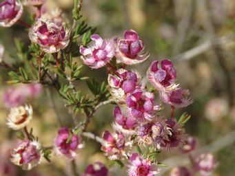 341_verticordia_picta_img_9139.jpg