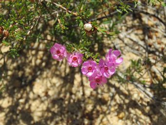 341_verticordia_picta_img_9350.jpg