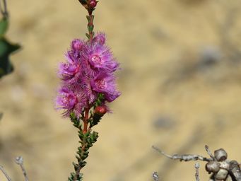 341_verticordia_tumida_subsp_tumida_img_9346.jpg